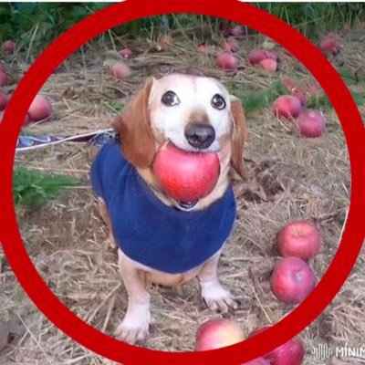 dogwithappleinmouth Logosu